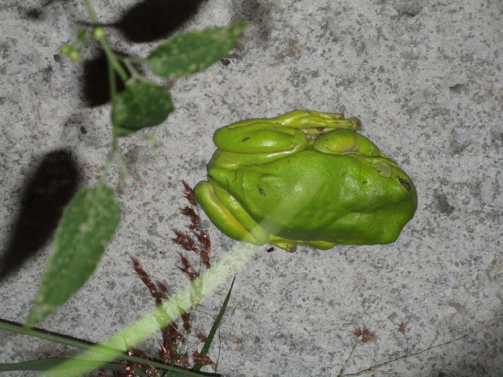 2017-03-31-IMG_6976-green-tree-frog.JPG