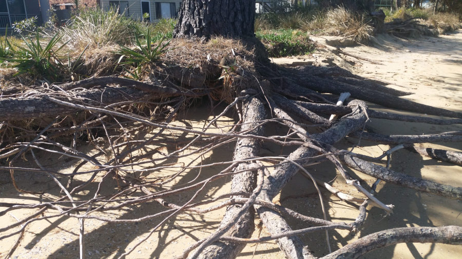 Roots_S.jpg