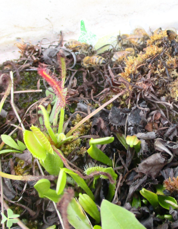 2023-10-19-bees+flytrap2.jpg