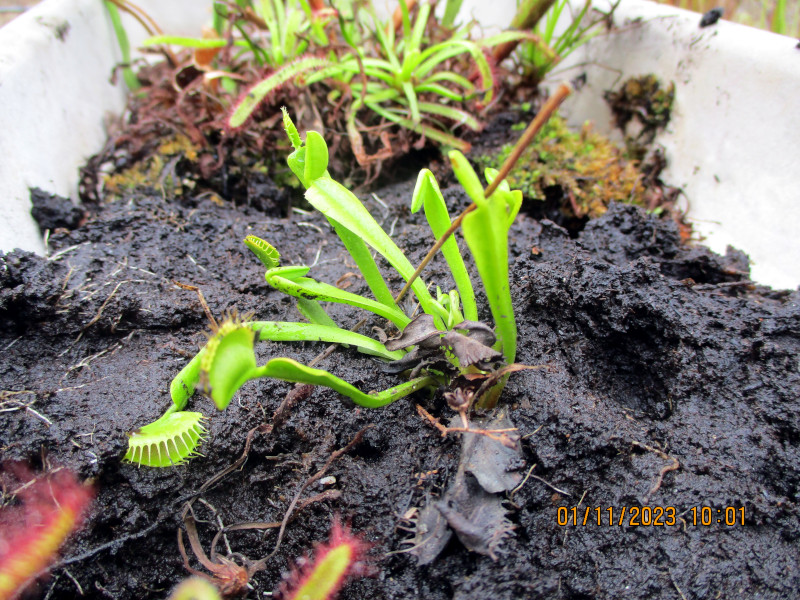 2023-11-01_IMG_6855z-flytrap-split.JPG