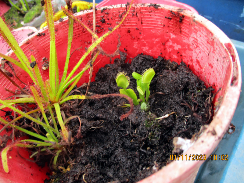 2023-11-01_IMG_6856z-flytrap-split.JPG