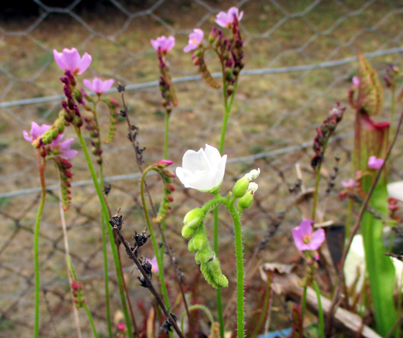 2023-11-01_IMG_6858z-sundew-flowers.JPG