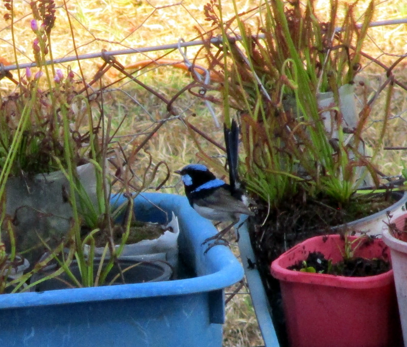 2023-11-02_IMG_6874z_mr-fairy-wren.JPG