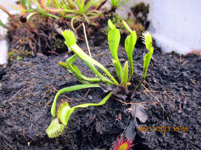 2023-11-06_IMG_6903-flytrap.JPG