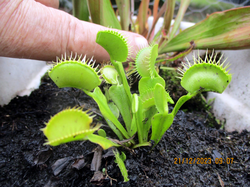 2023-12-21_IMG_7002-flytrap.JPG