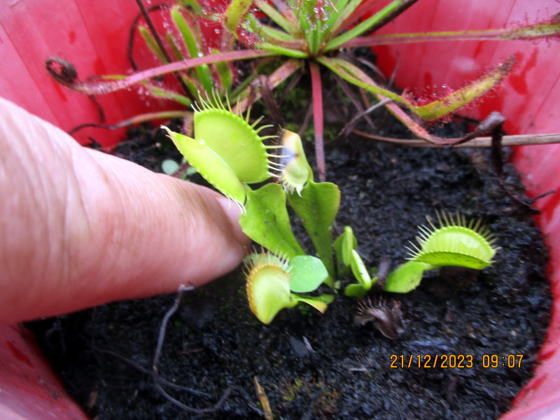 2023-12-21_IMG_7003-flytrap.JPG