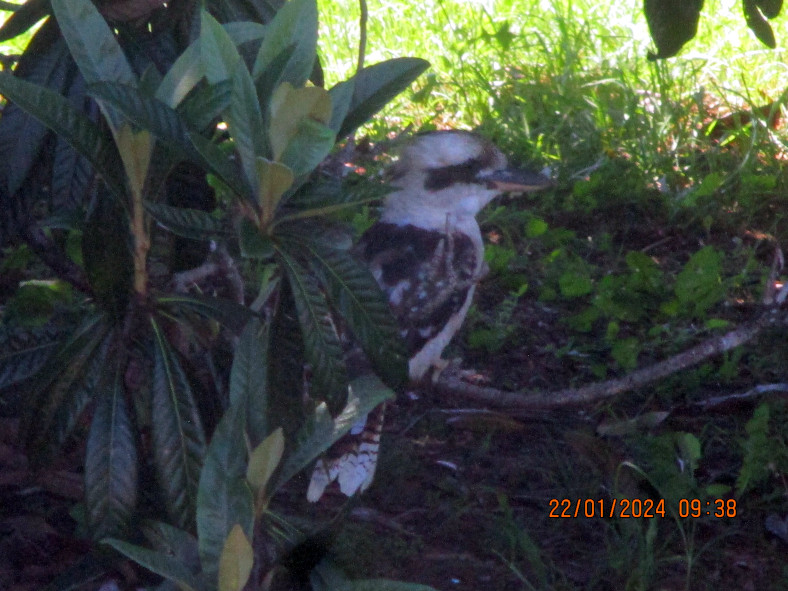 2024-01-22_IMG_7061_shady-kooka.JPG