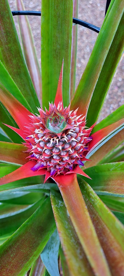 pineappleflower.jpg