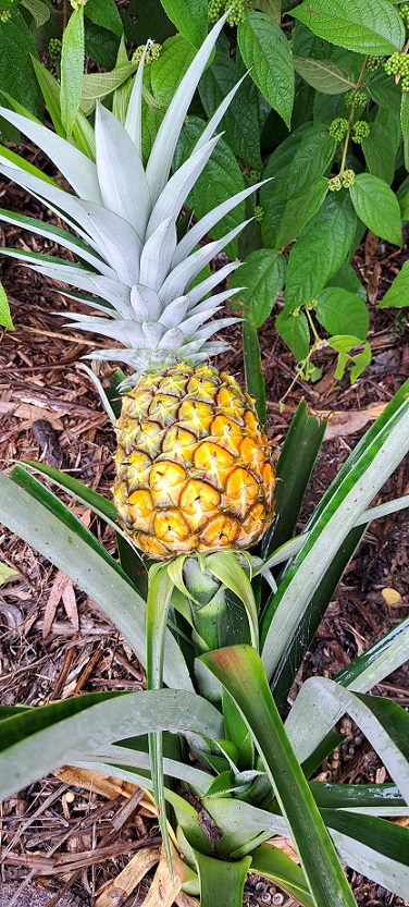 pineapple.jpg