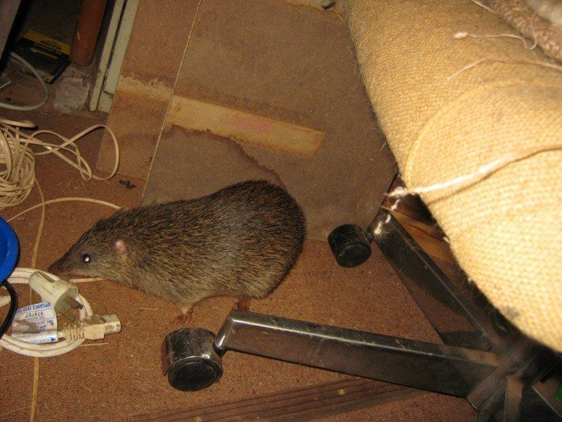 Bandicoot-in-studio_800.JPG