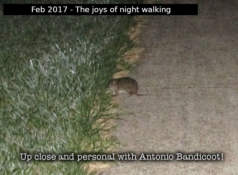 2017-02-02-IMG_6554z-Antonio-bandicoot-on-path.JPG