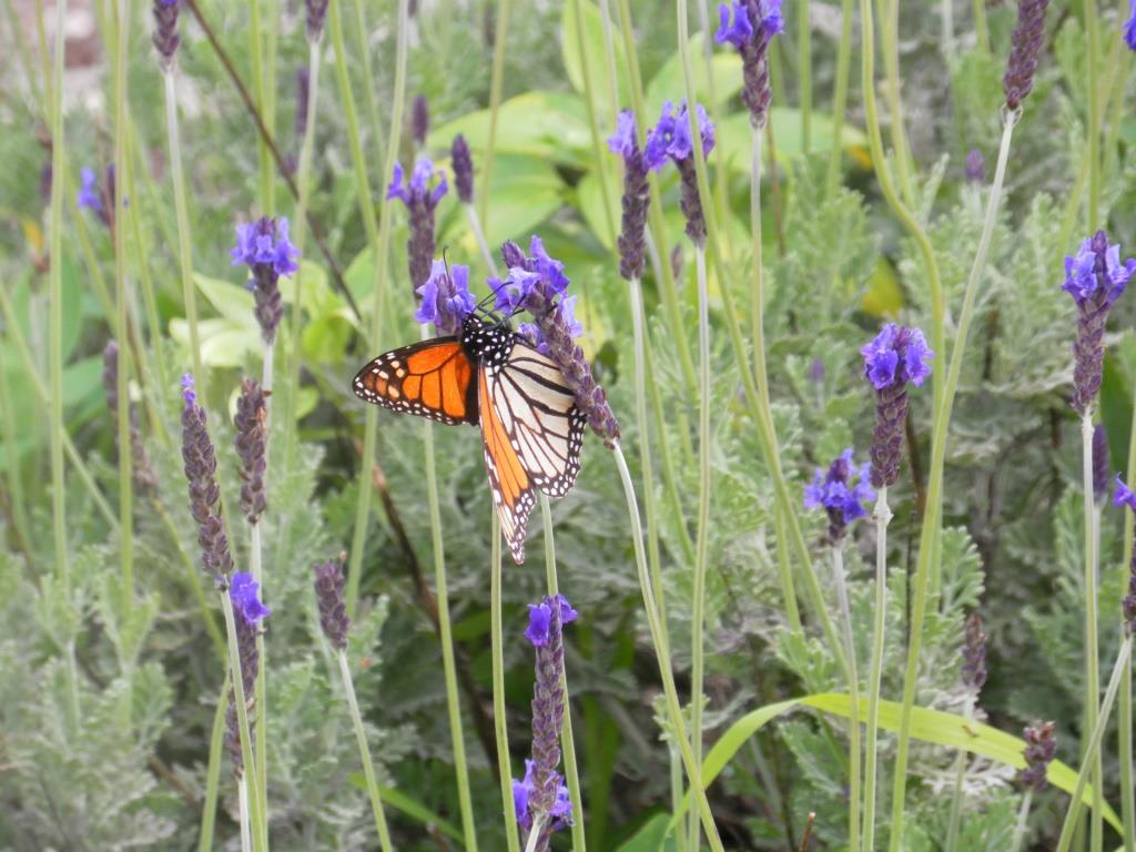 Monarch on Lavender ss.JPG