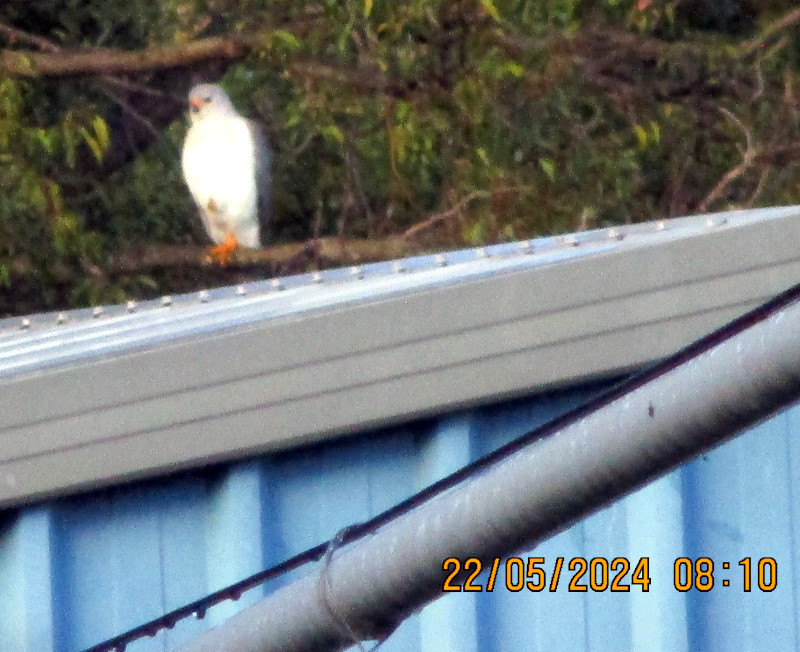 2024-05-22_IMG_7261z-grey-goshawk.jpg