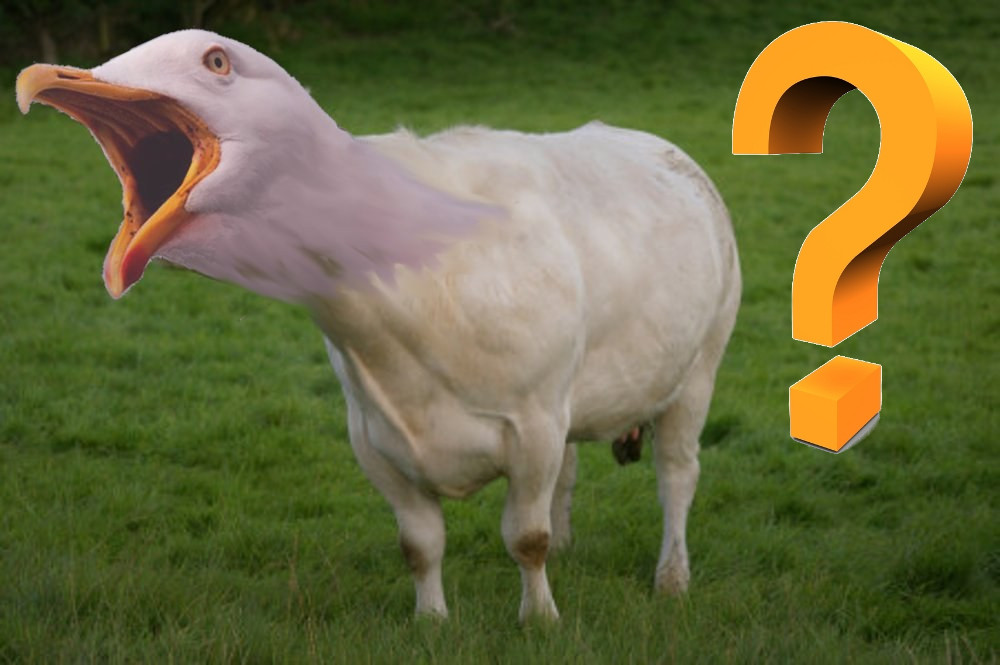 cowgull_question.jpg